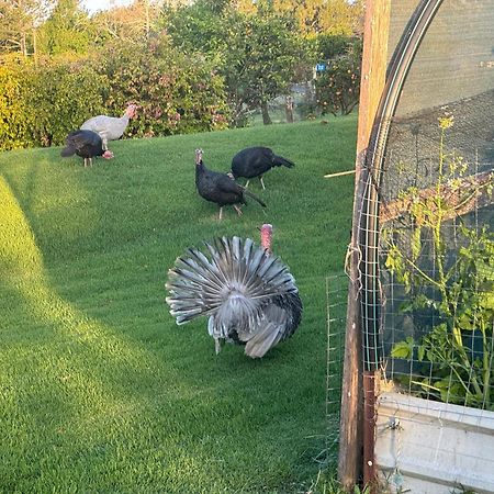 ホテル Bird Song Farm Hat Head エクステリア 写真